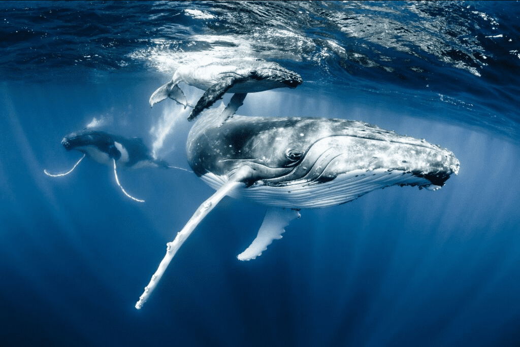 humpback whale