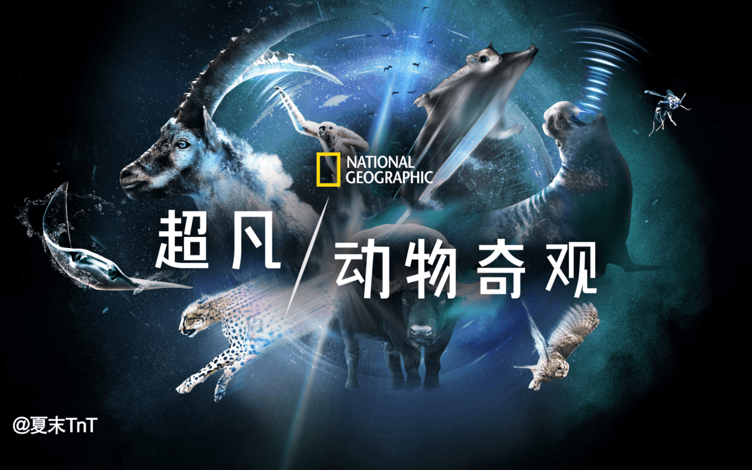 超凡动物奇观 S1